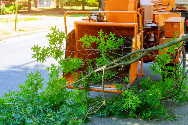 Best Stump Grinding Near Me  in Albuquerque, NM